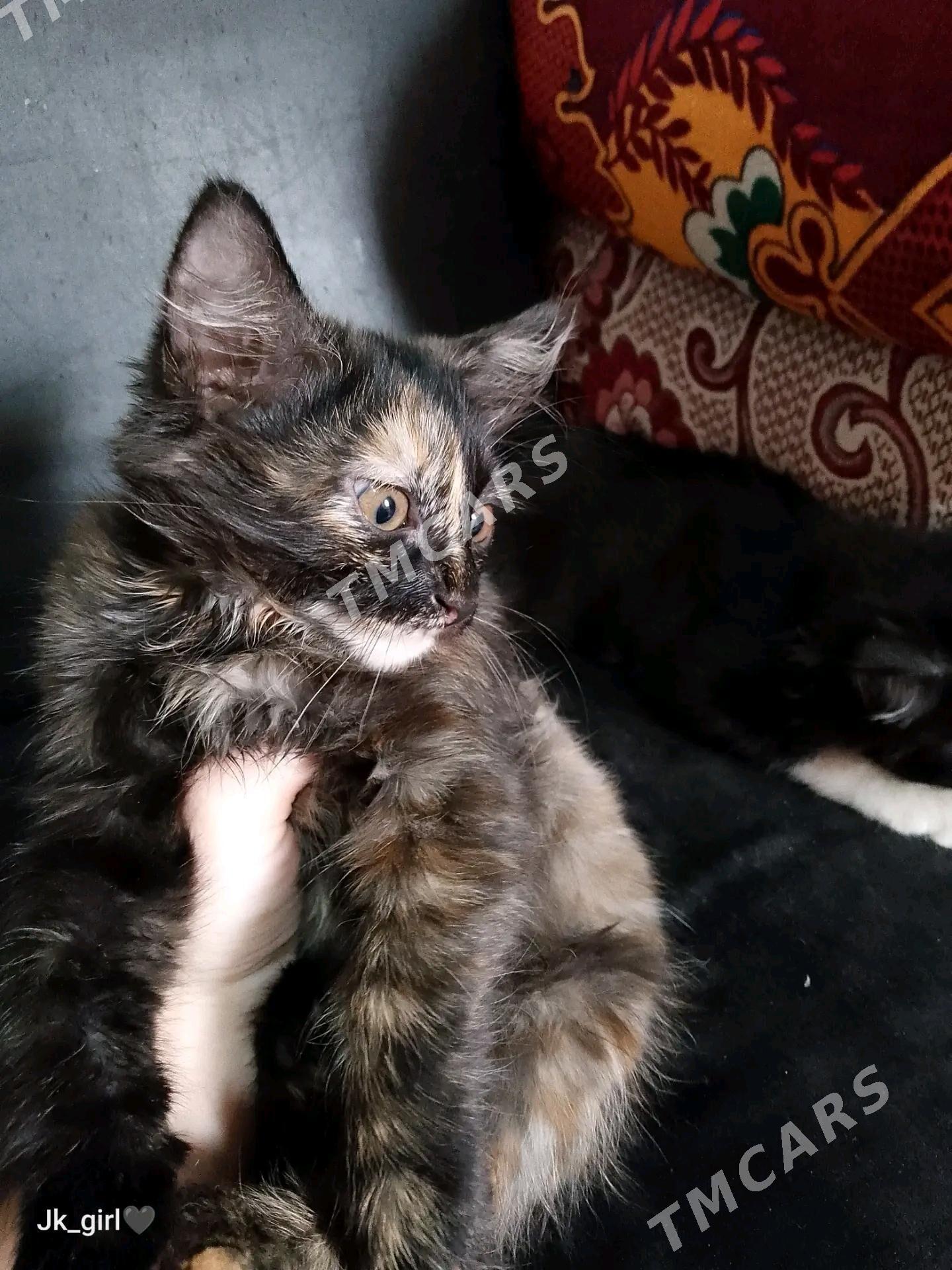 котята в добрые руки - Türkmenabat - img 2