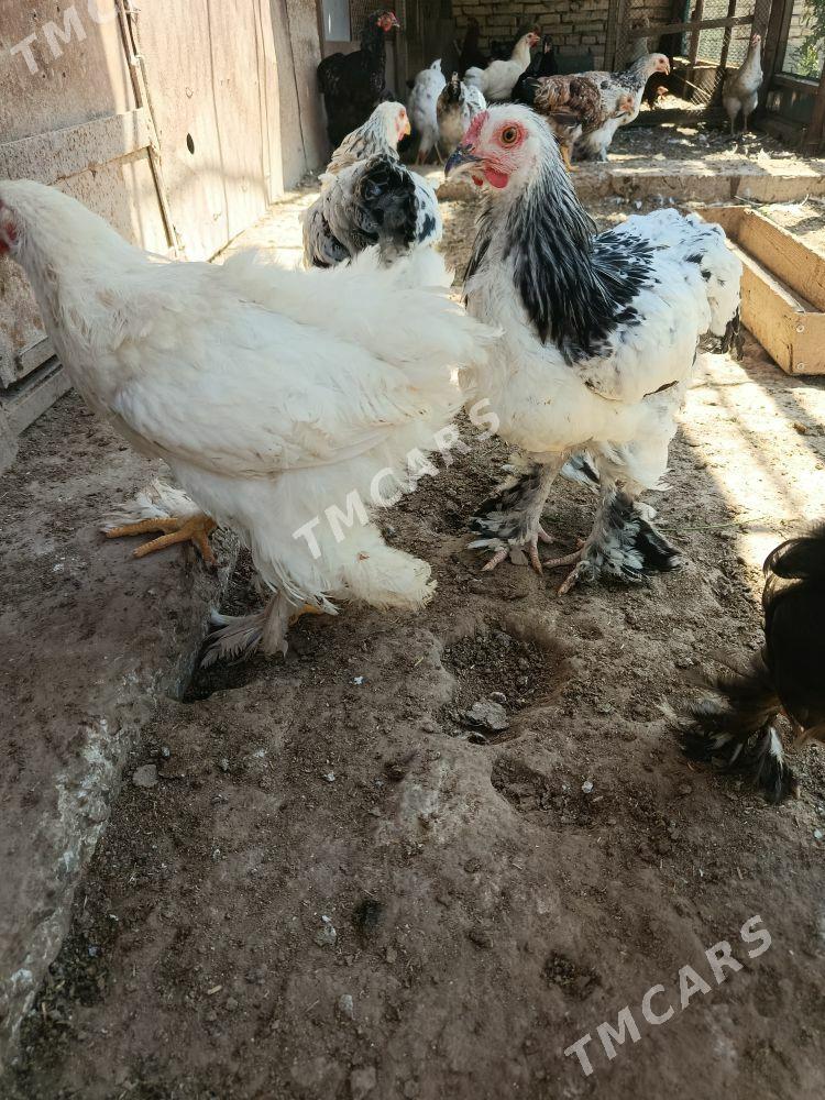 Ariginal BRAMA  jüje - Türkmenabat - img 2
