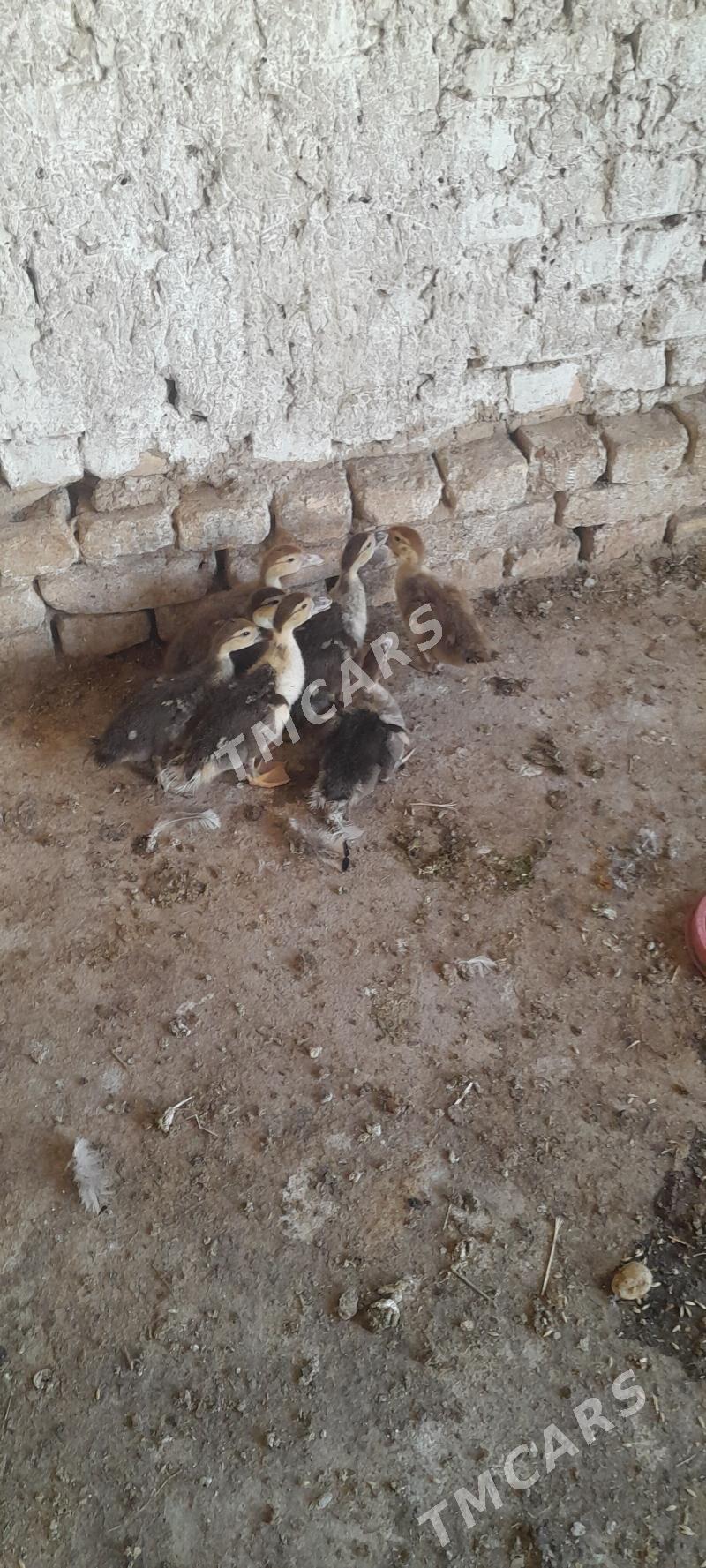 ordek - Kaka - img 2
