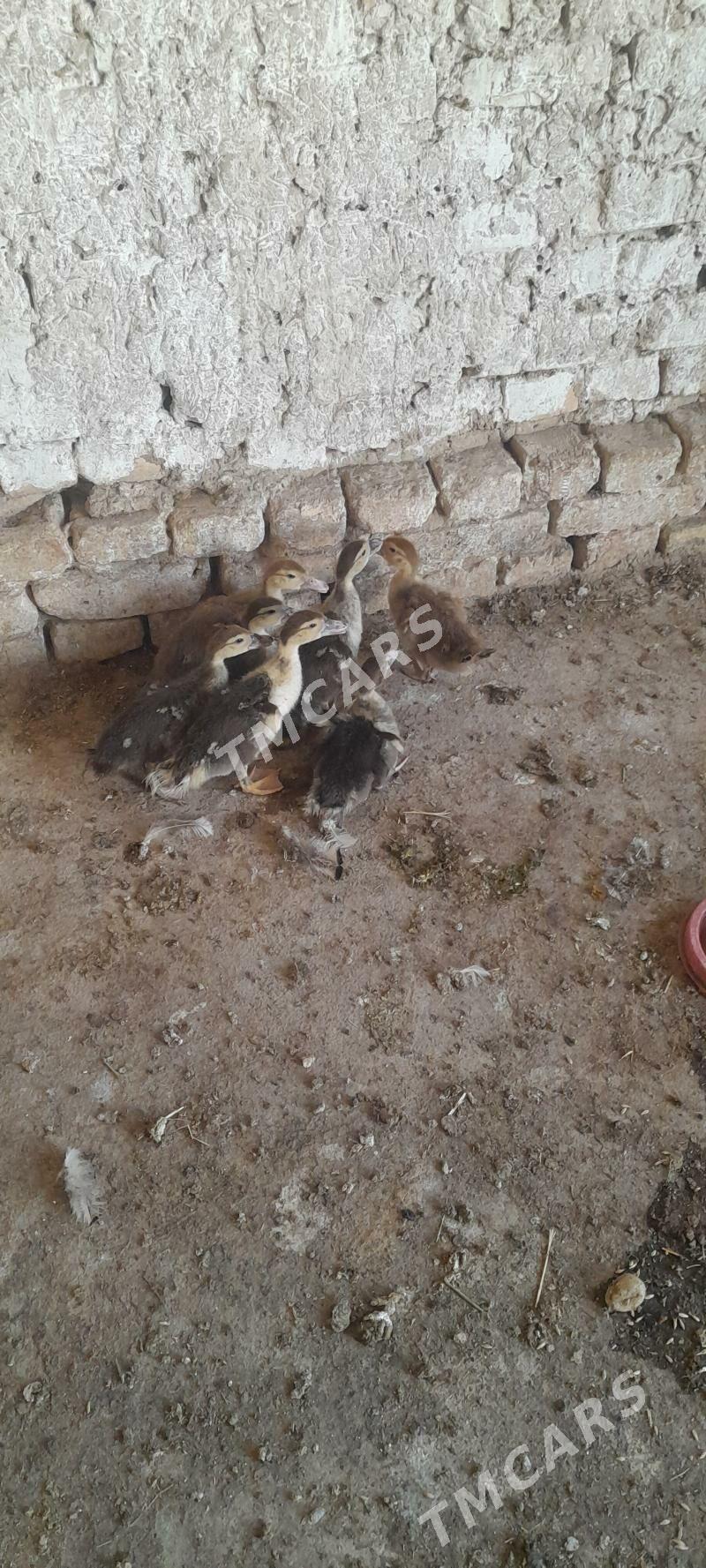 ordek - Kaka - img 3