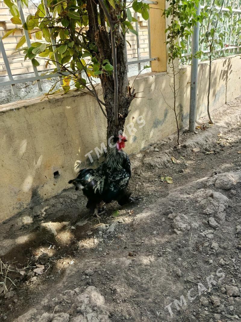 Horaz - Çoganly - img 2