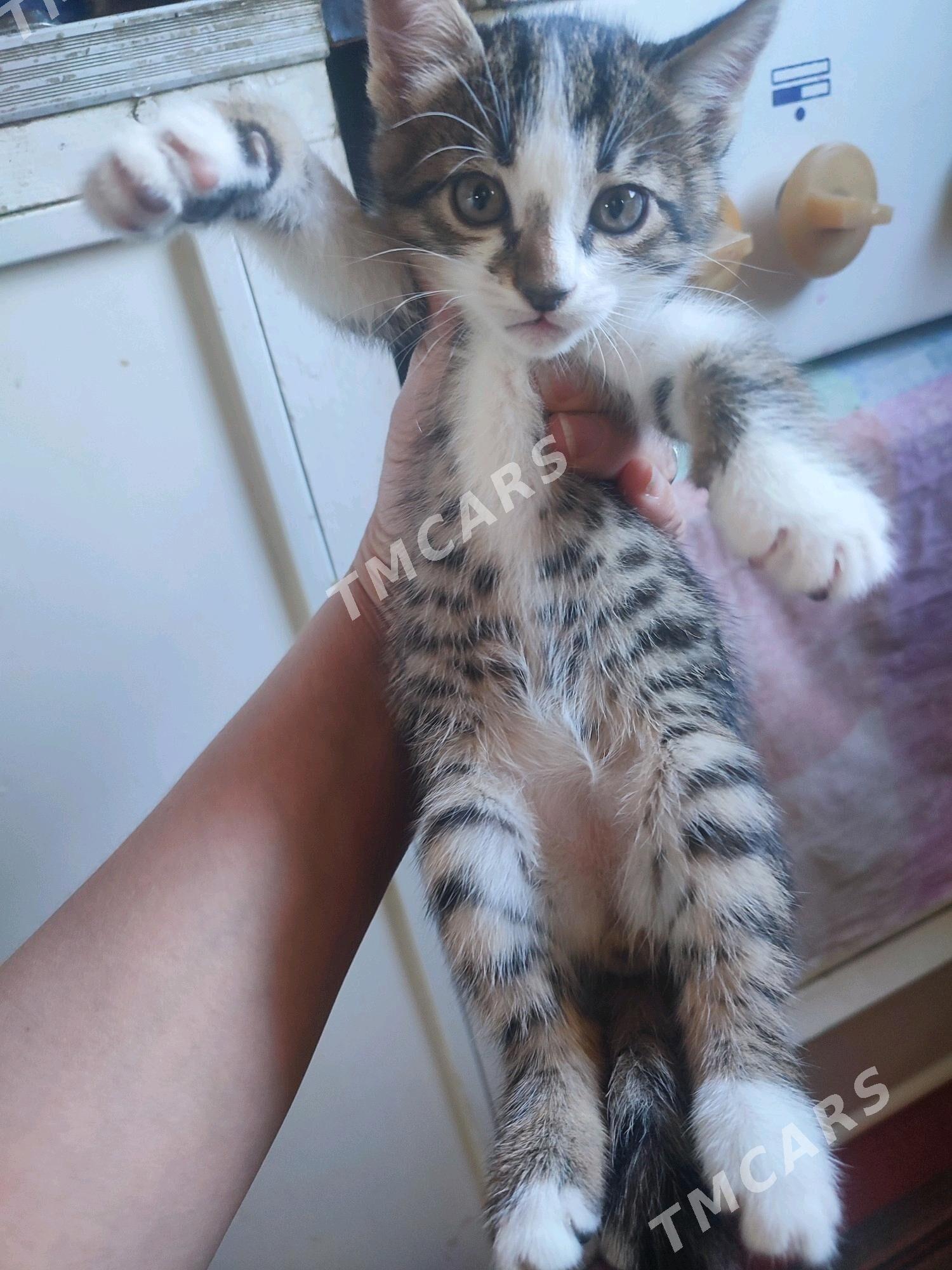 Котенок мальчик - Türkmenabat - img 1