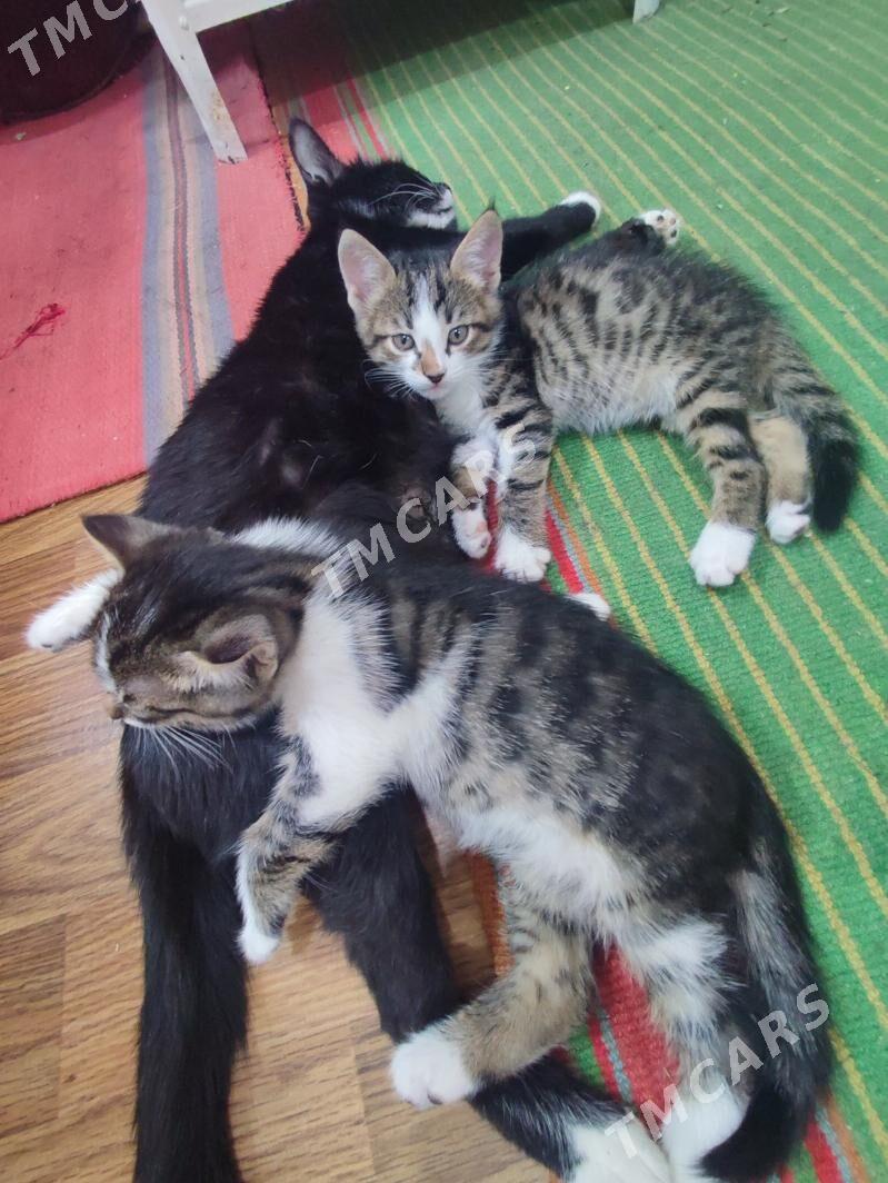 Котенок мальчик - Türkmenabat - img 2