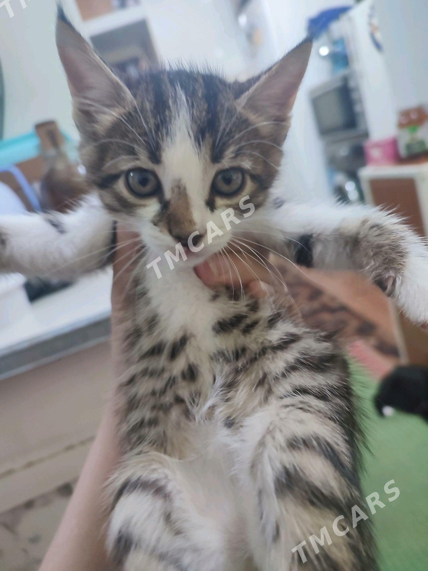 Котенок мальчик - Türkmenabat - img 3