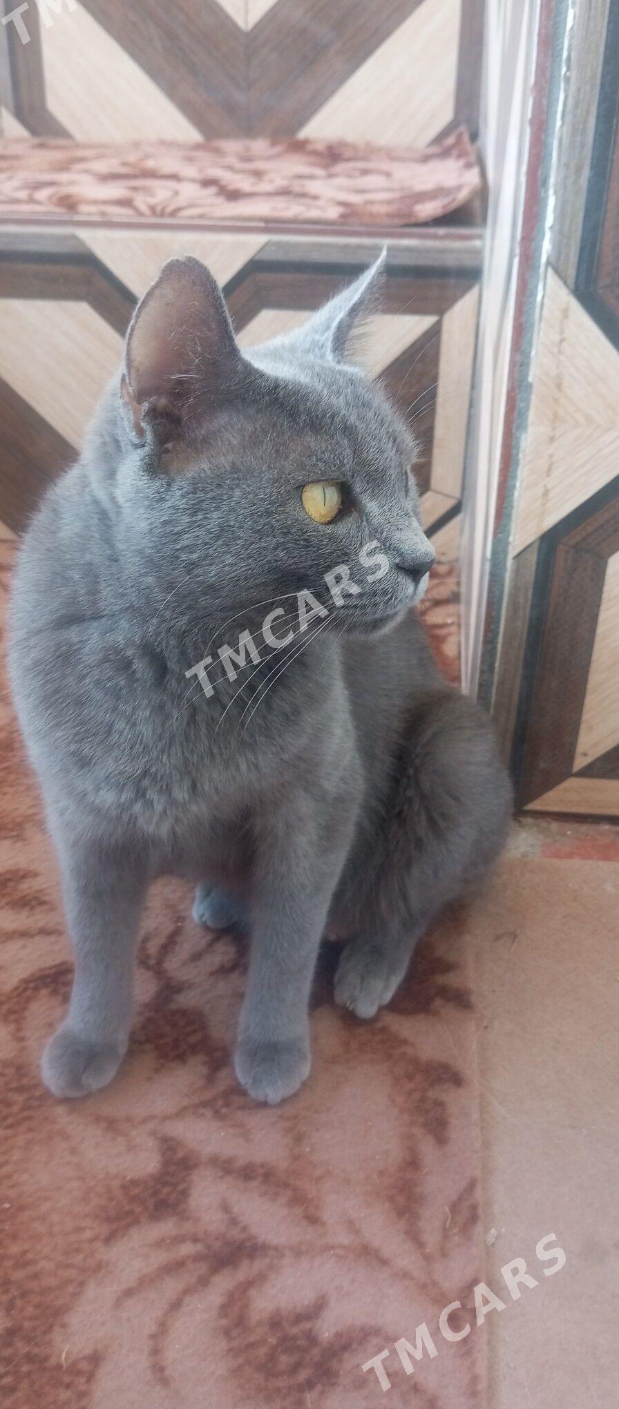 Pishik - Türkmenabat - img 3