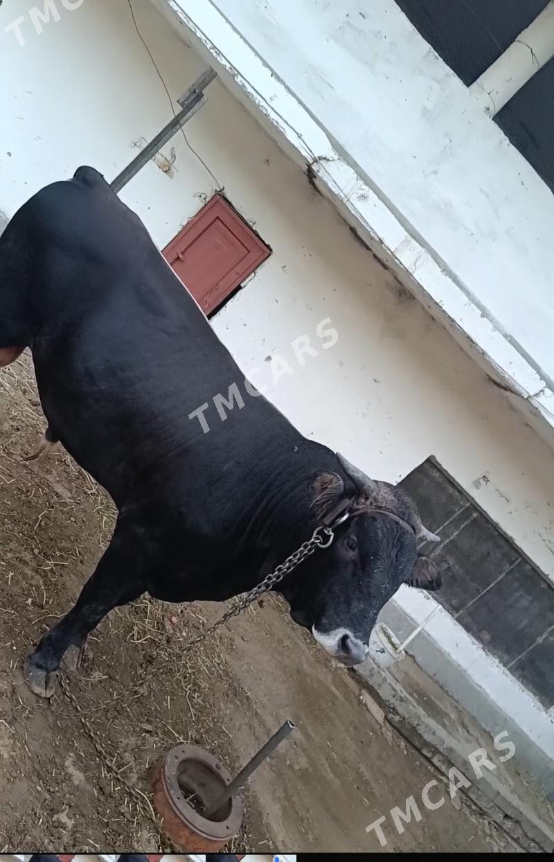 Ökuz - Köşi - img 2