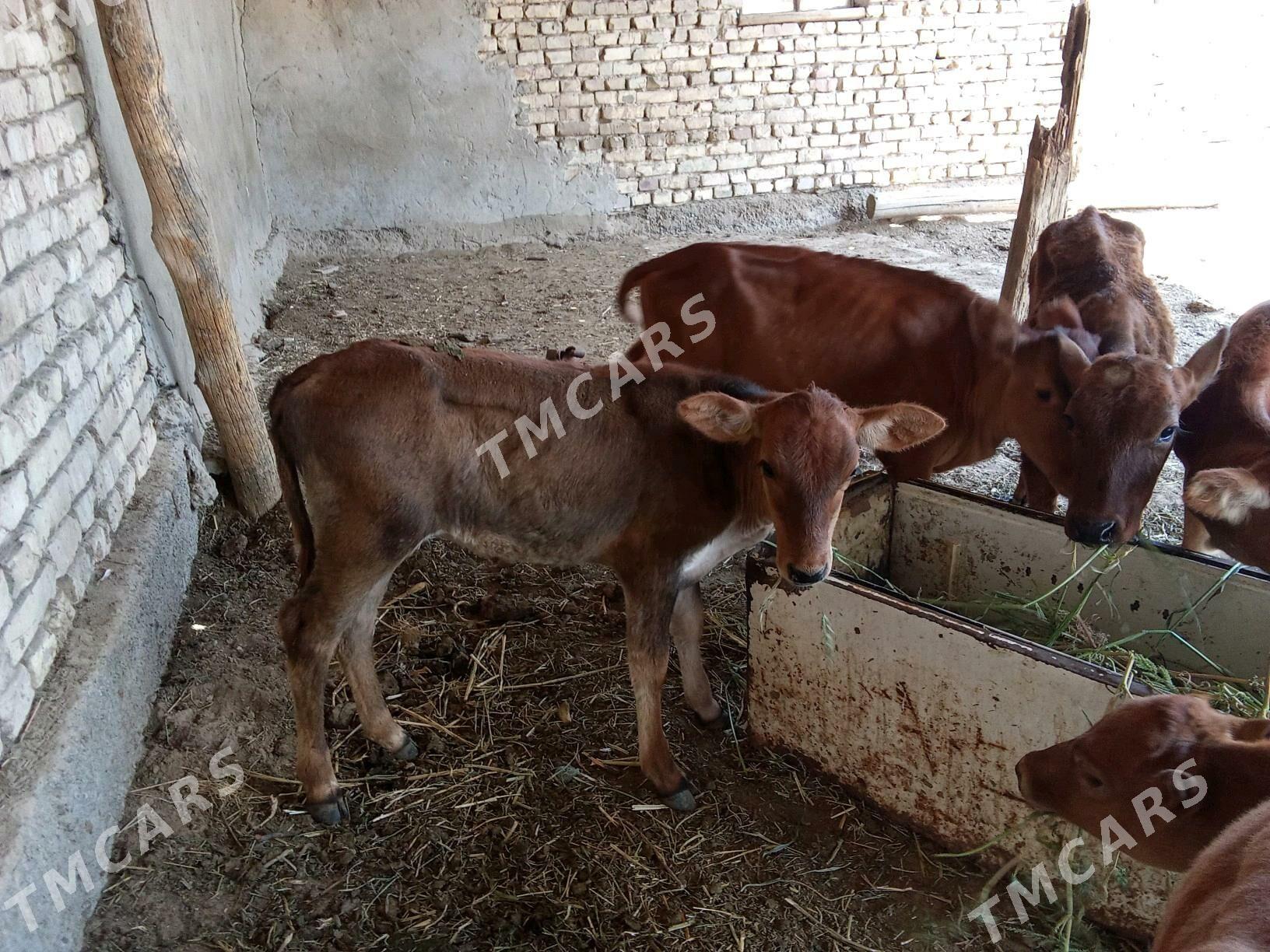 Göle - Mary - img 3