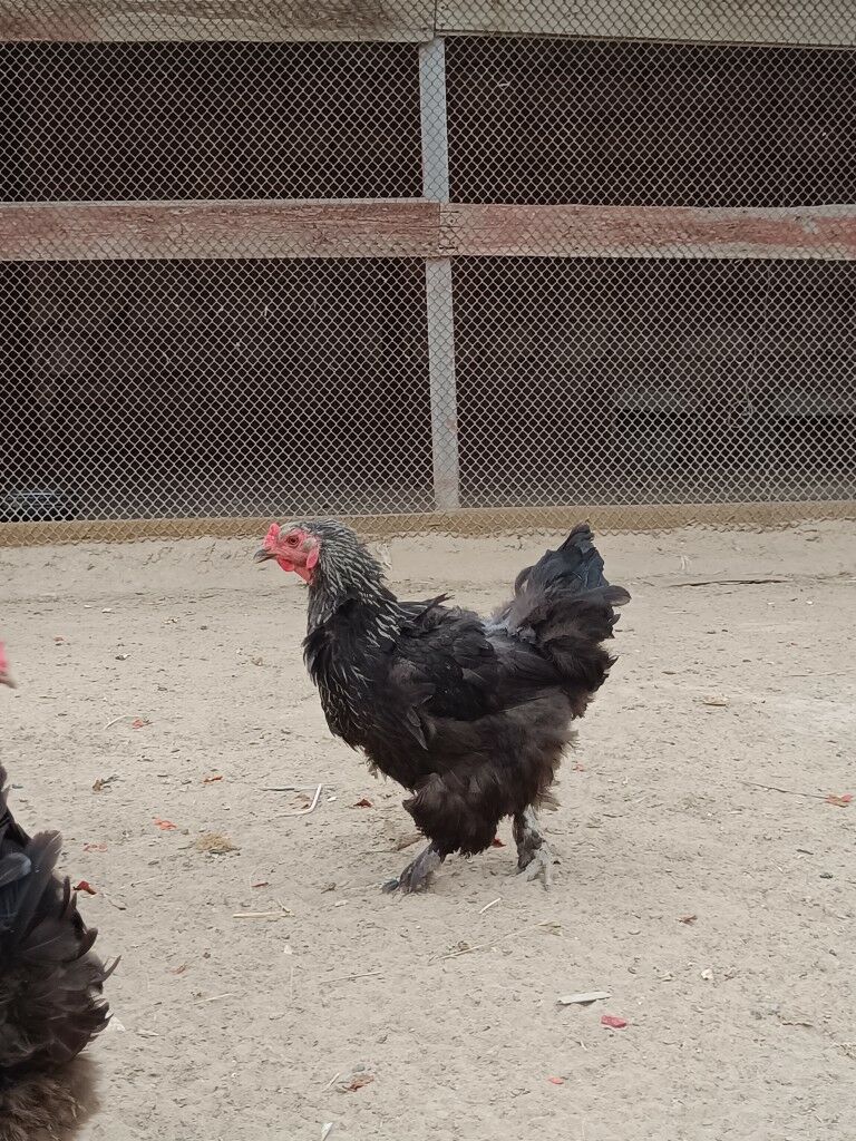 Brama tawuk - Türkmenbaşy - img 2