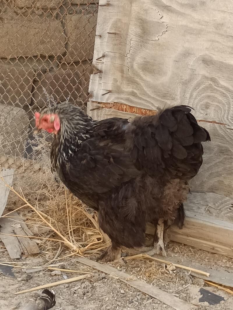 Brama tawuk - Türkmenbaşy - img 4