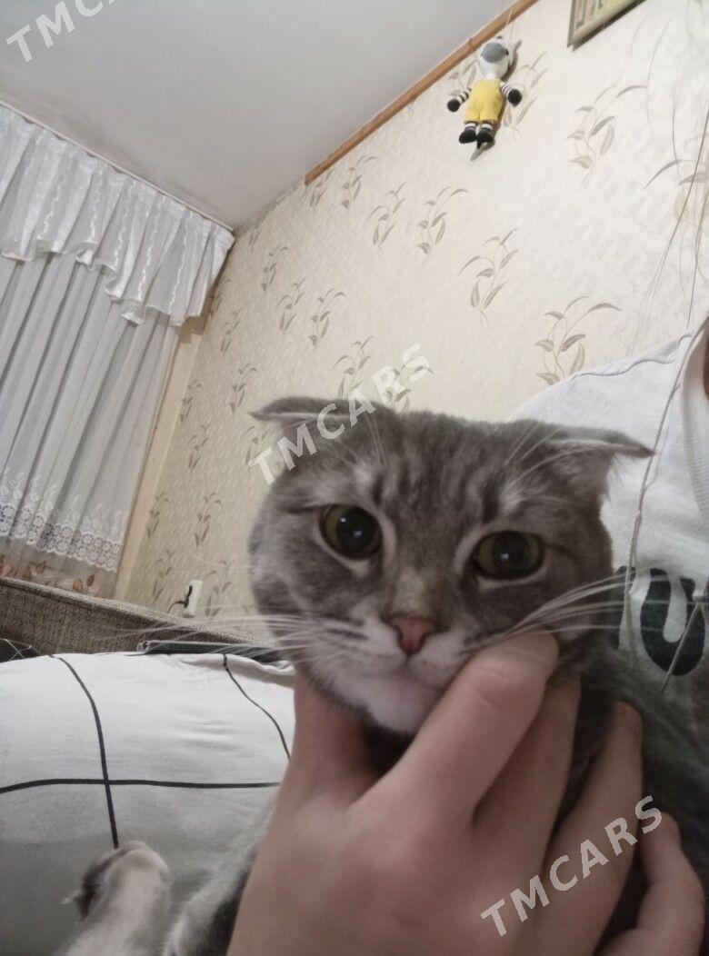 Продам Кошку Шотландскую Висло - Ашхабад - img 2