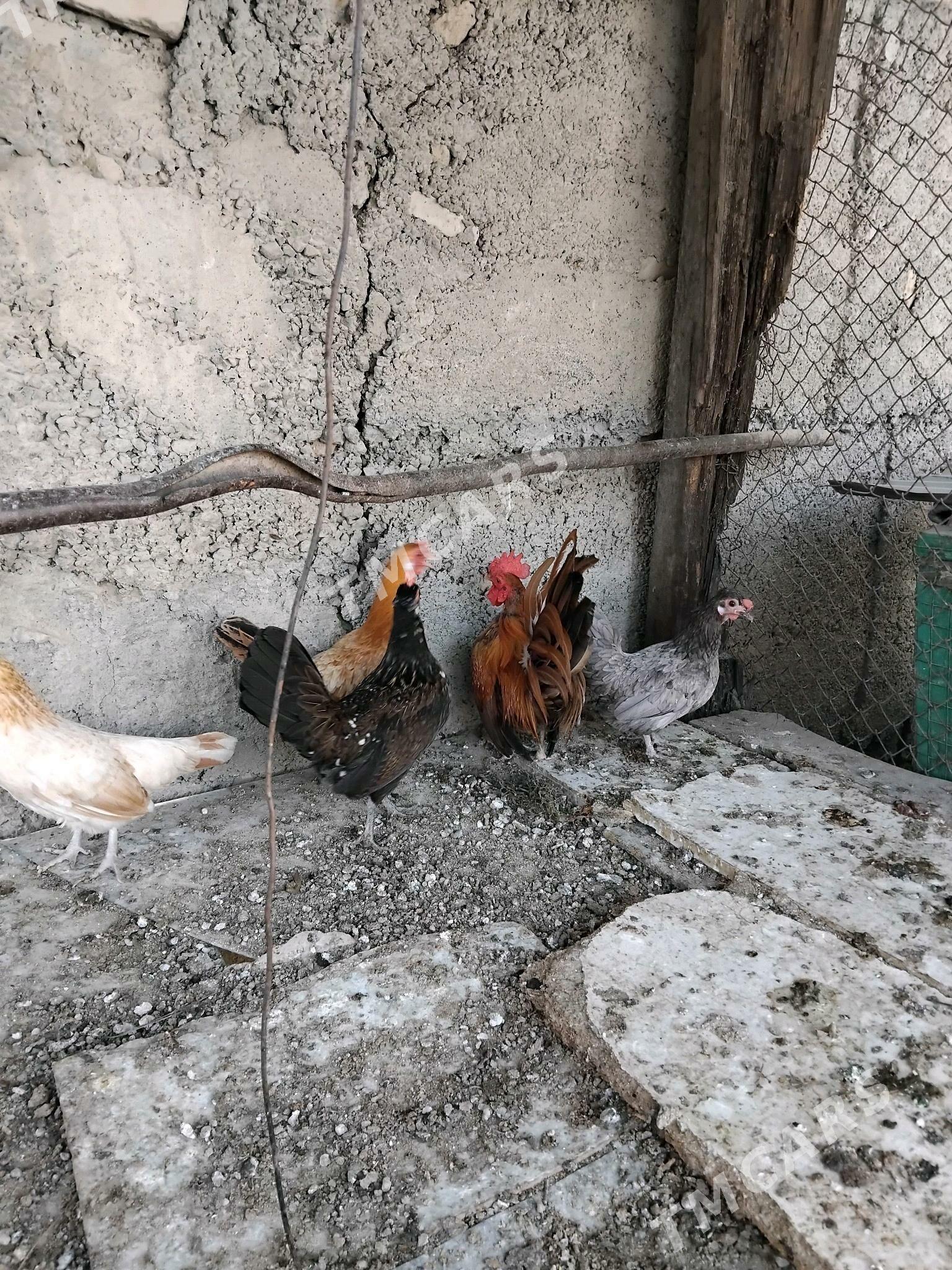 Karlik - Aşgabat - img 5