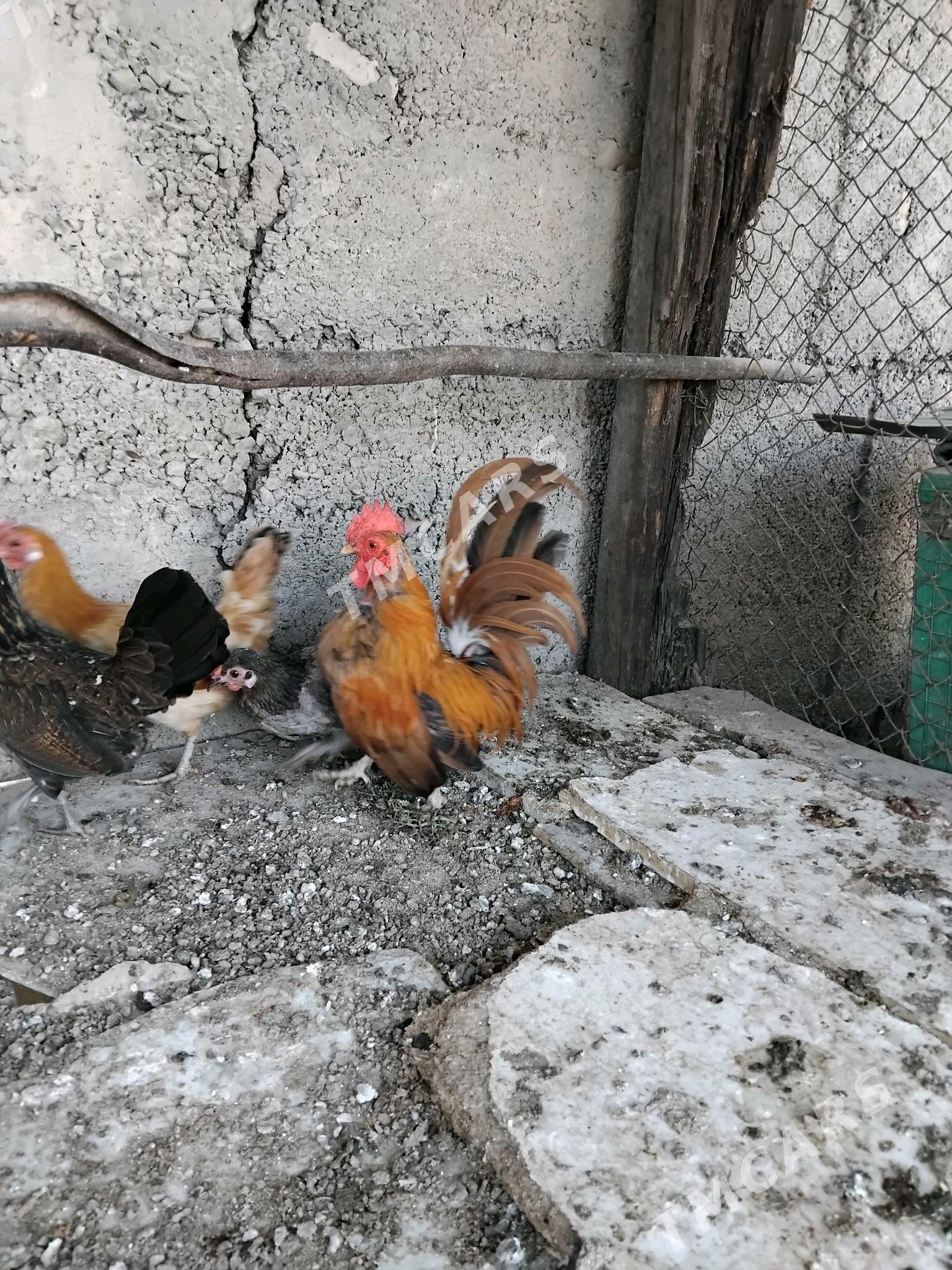 Karlik - Aşgabat - img 6