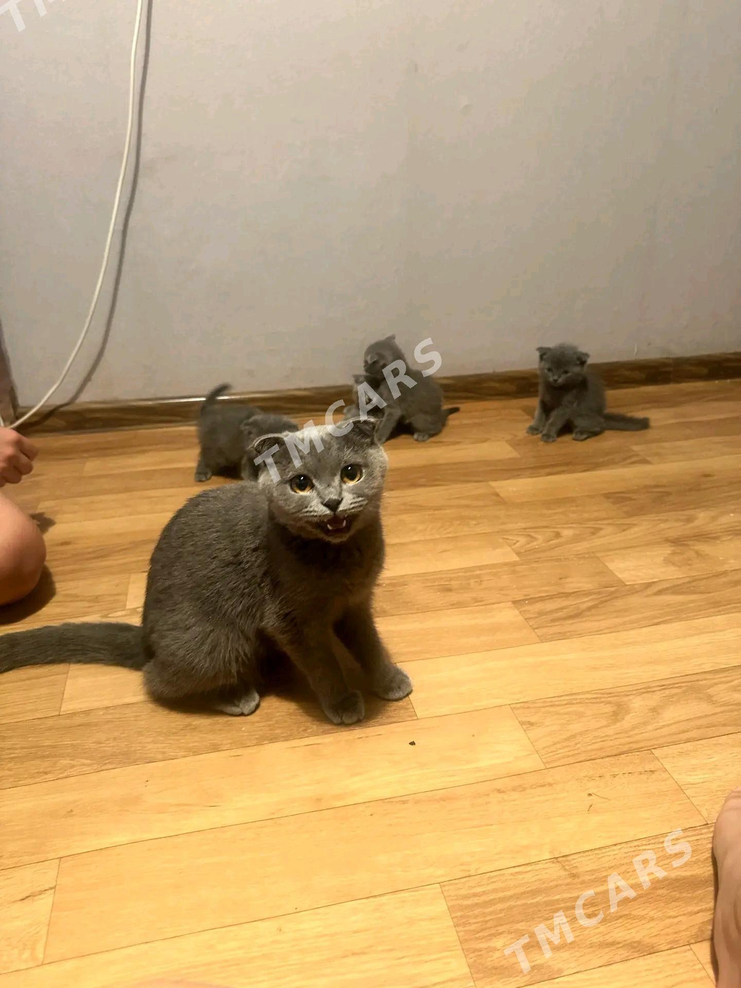 Кошка вислоухие - Türkmenabat - img 4