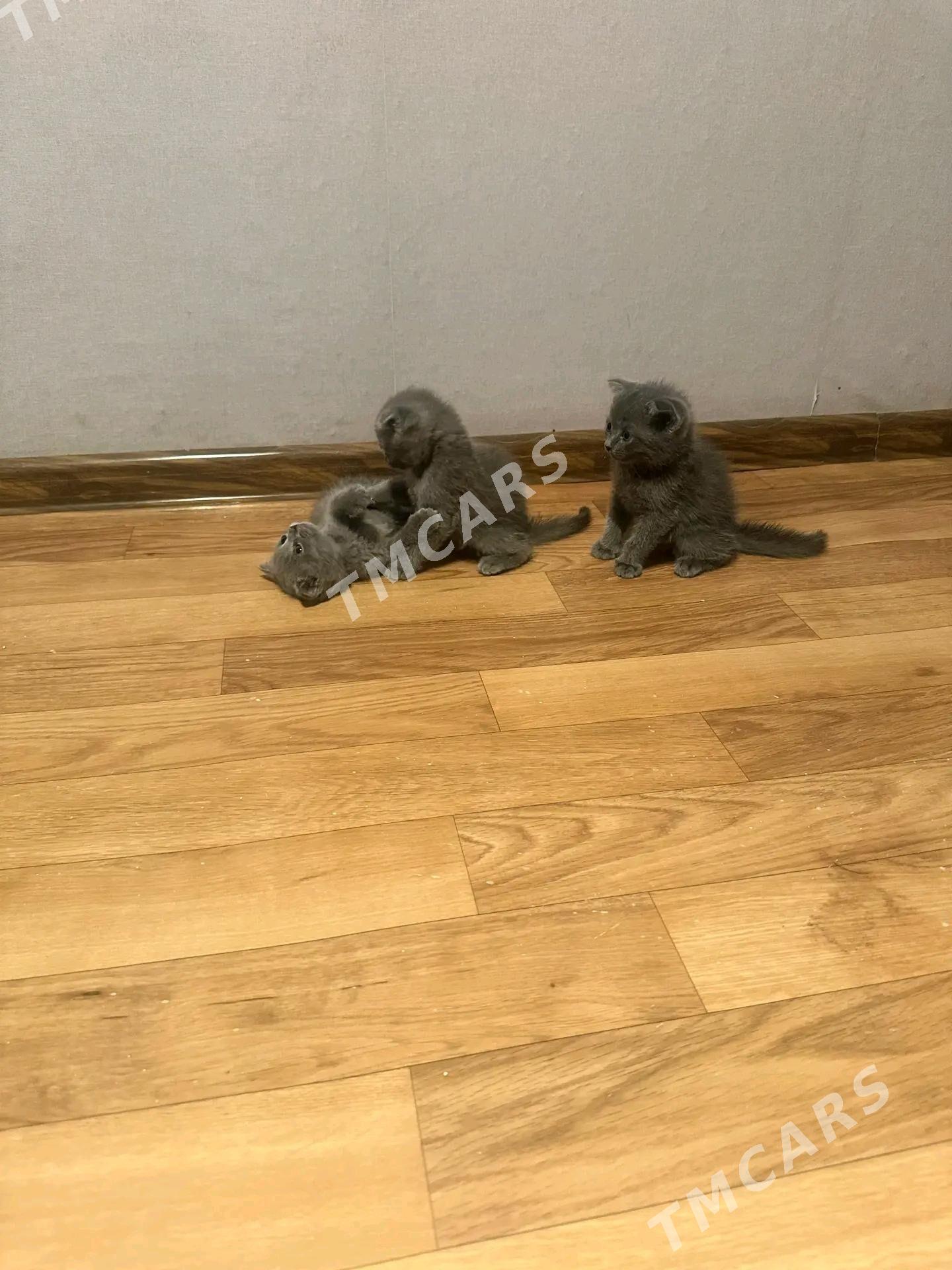 Кошка вислоухие - Türkmenabat - img 2