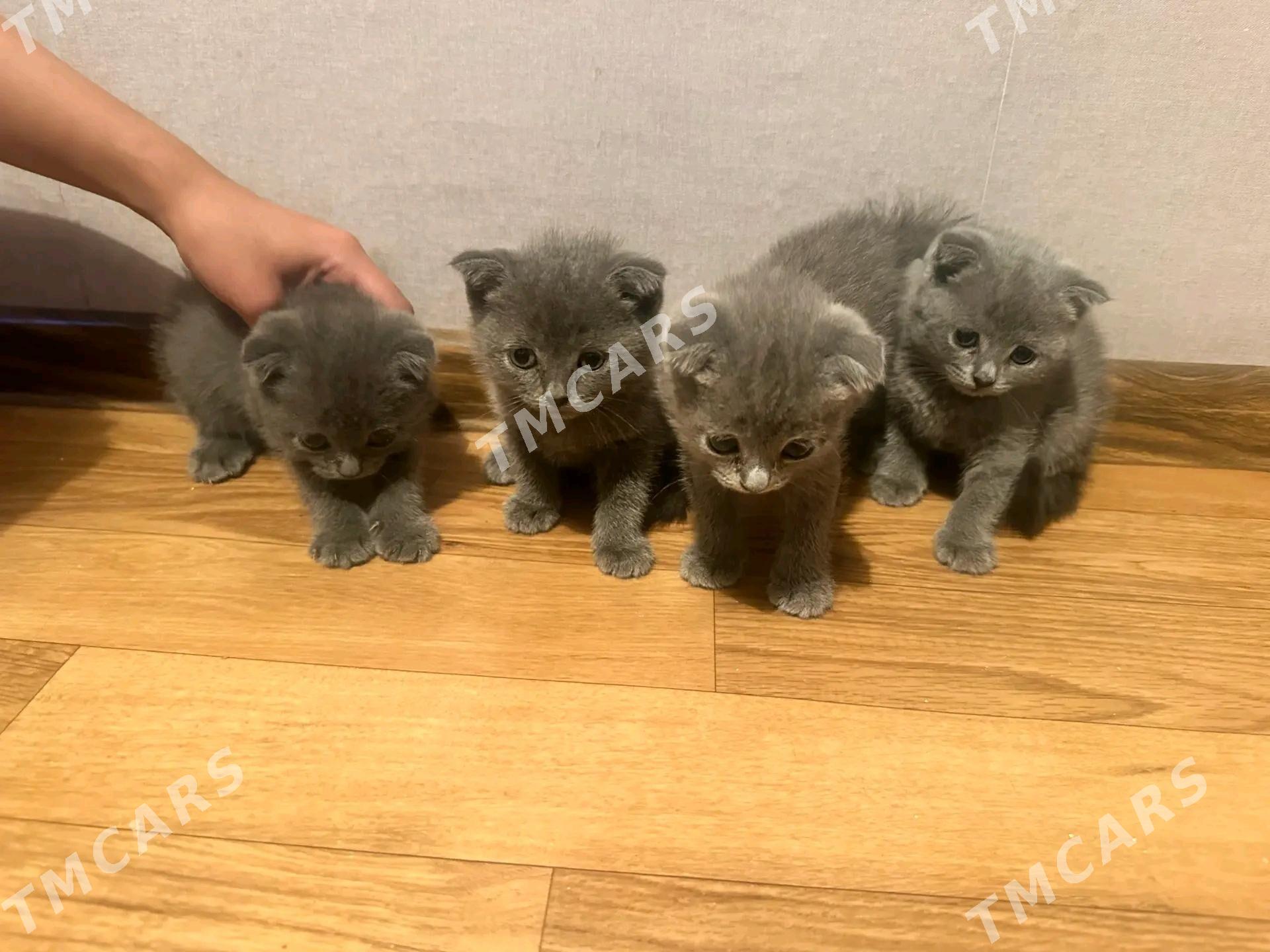 Кошка вислоухие - Türkmenabat - img 8