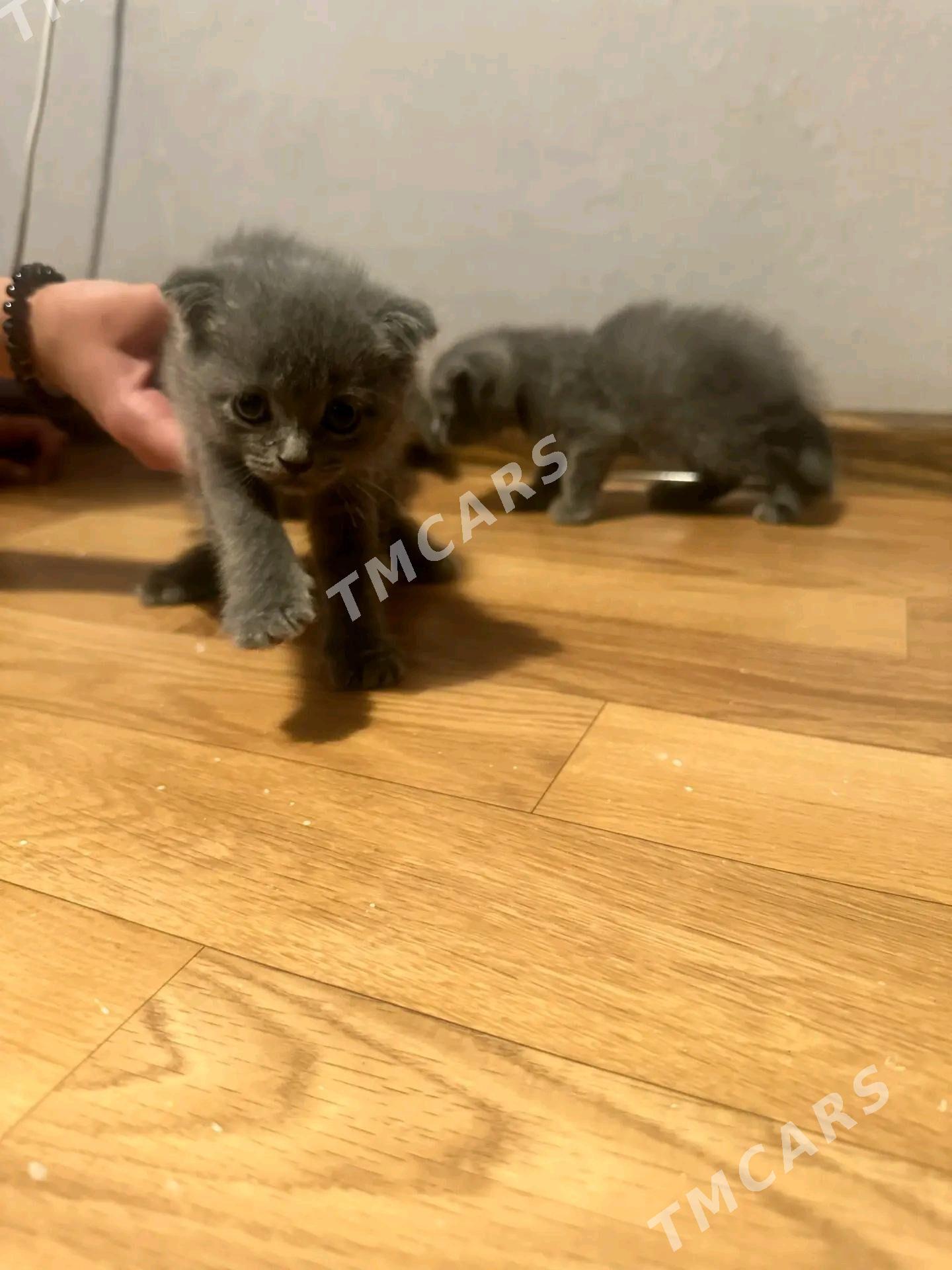 Кошка вислоухие - Türkmenabat - img 6