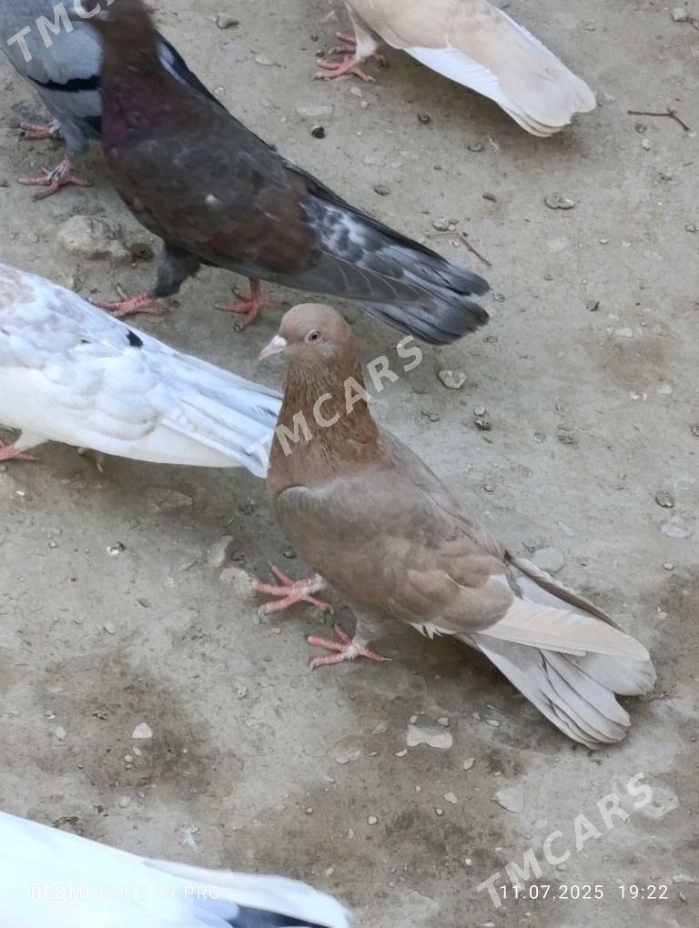 kepderi - Balkanabat - img 2