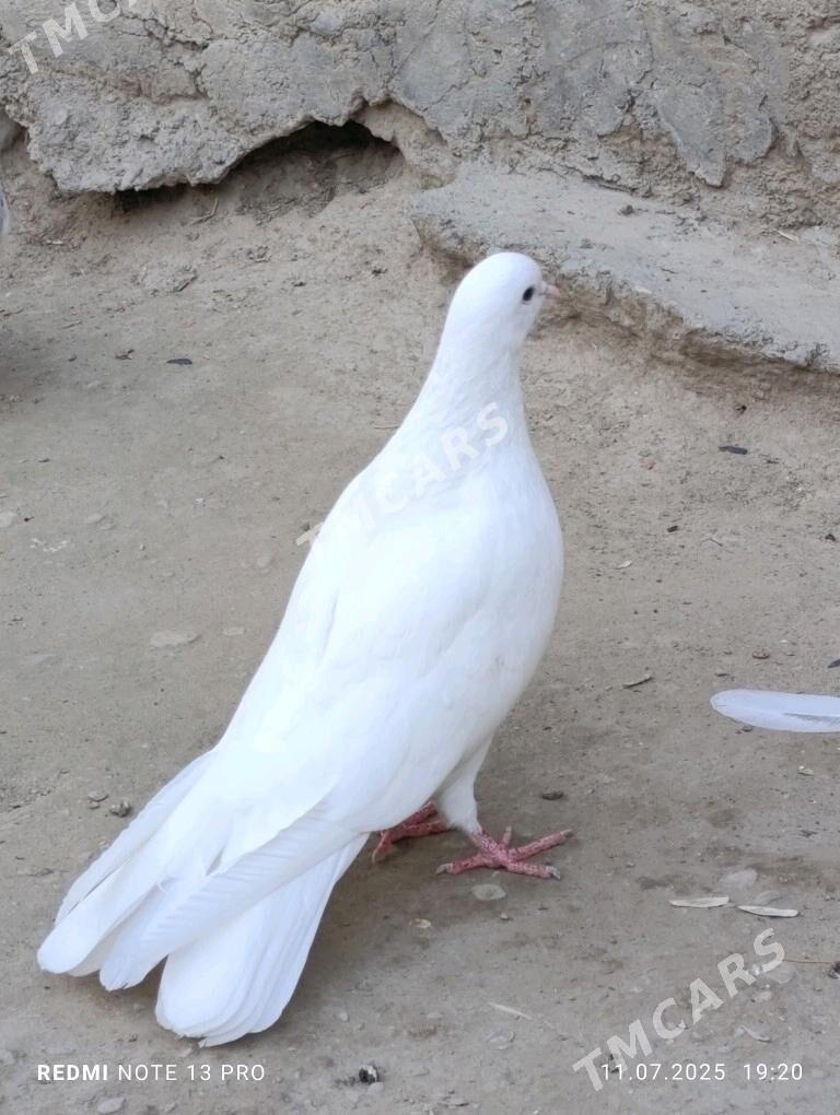kepderi - Balkanabat - img 3