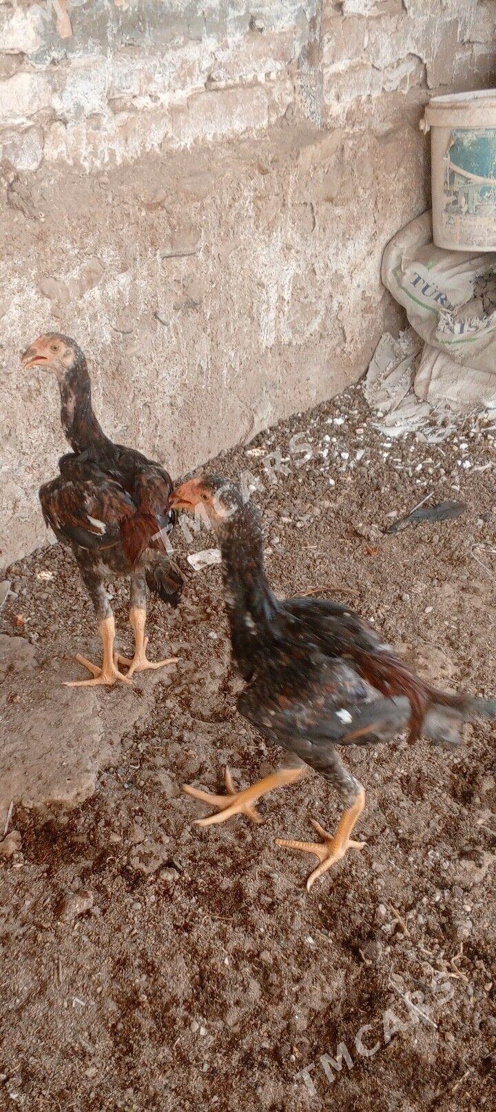 Taskent juyje - Balkanabat - img 3