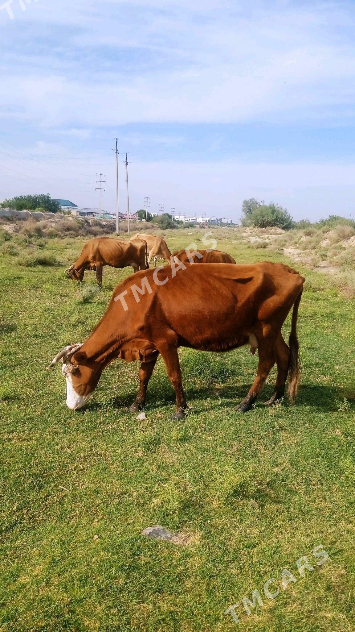gysyr sygyr - Çoganly - img 1