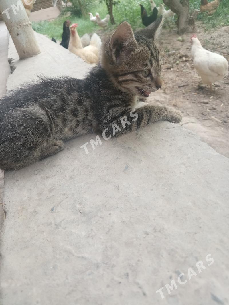 Pişik - Çärjew - img 3