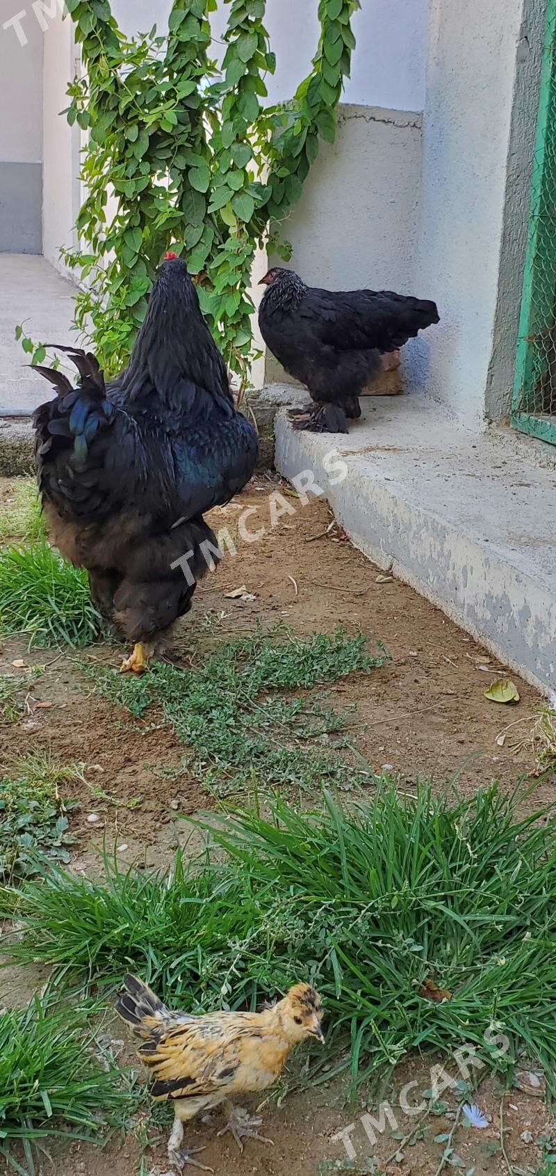 Brama - Çoganly - img 2