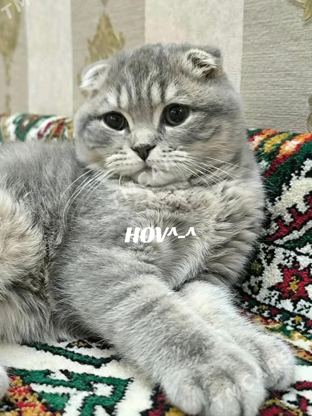 Шотландские котята - Ашхабад - img 7