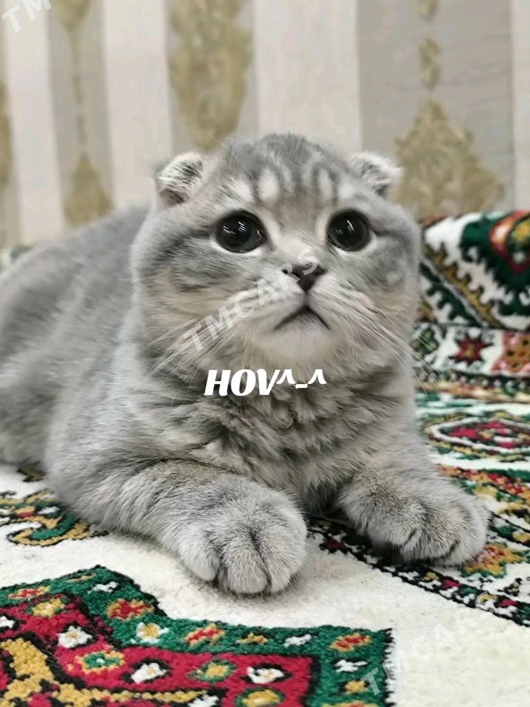 Шотландские котята - Ашхабад - img 6