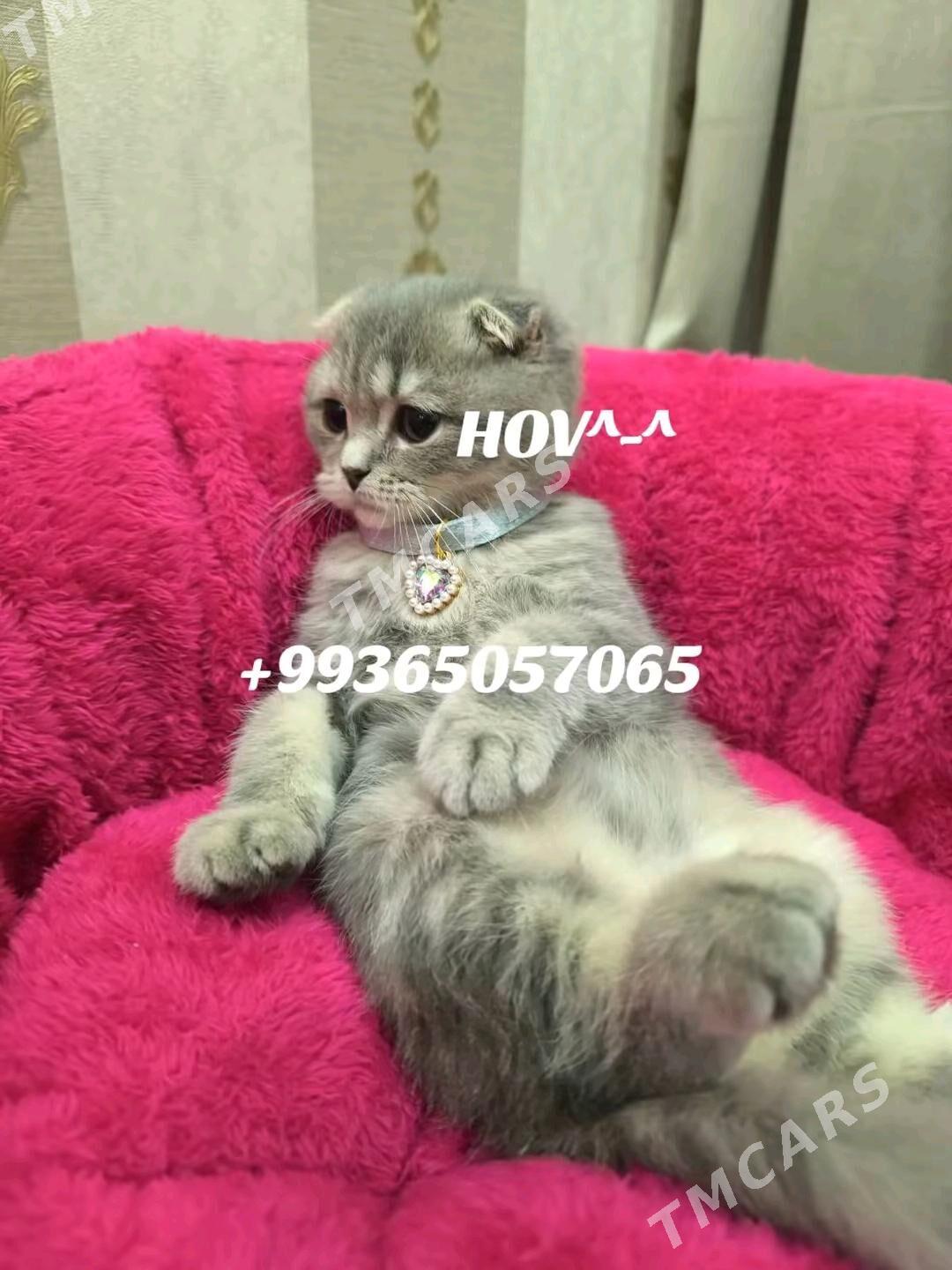 Шотландские котята - Ашхабад - img 4