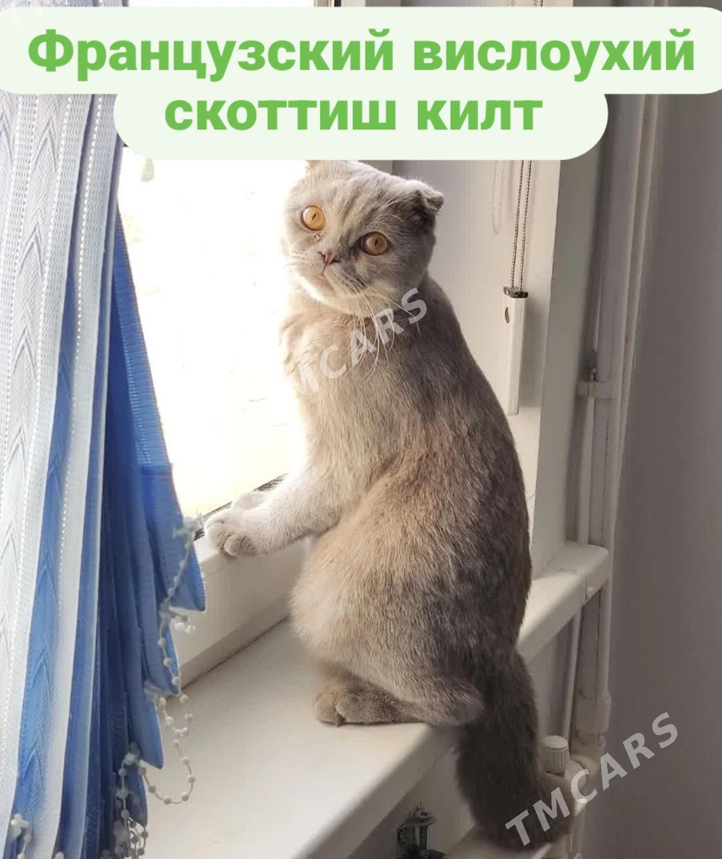 Кот для скоттиш-страйт - Aşgabat - img 2