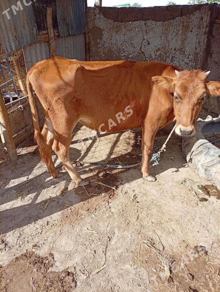 UNAJYN - Farap - img 2