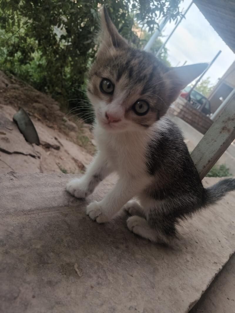 Pişik - Çärjew - img 6