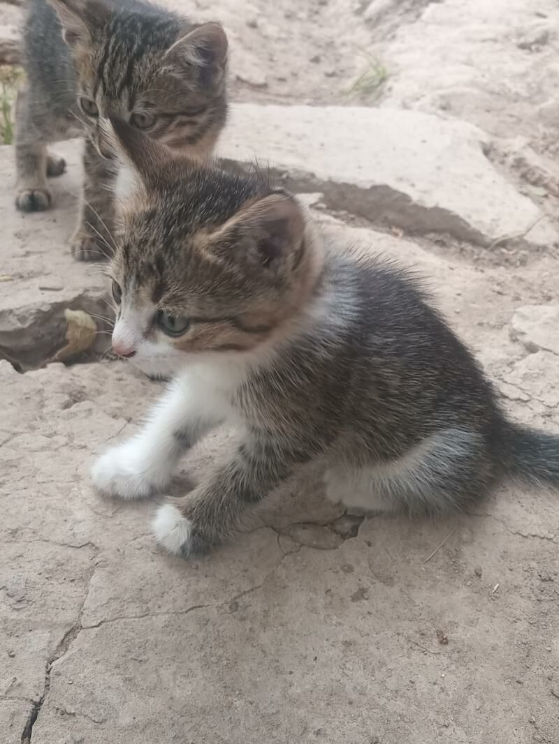 Pişik - Çärjew - img 7