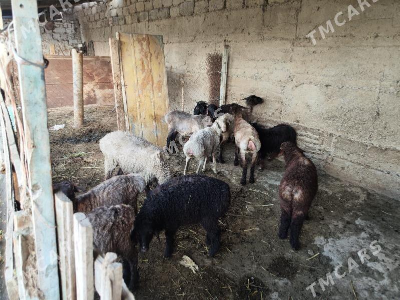 tokly çewiş - Анев - img 2