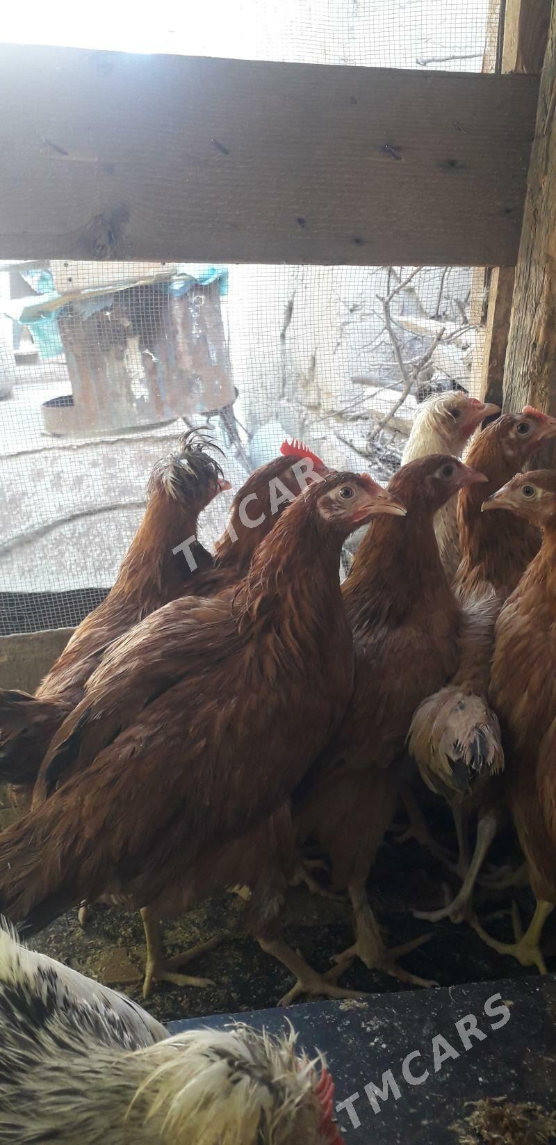 Jüje - Çoganly - img 2