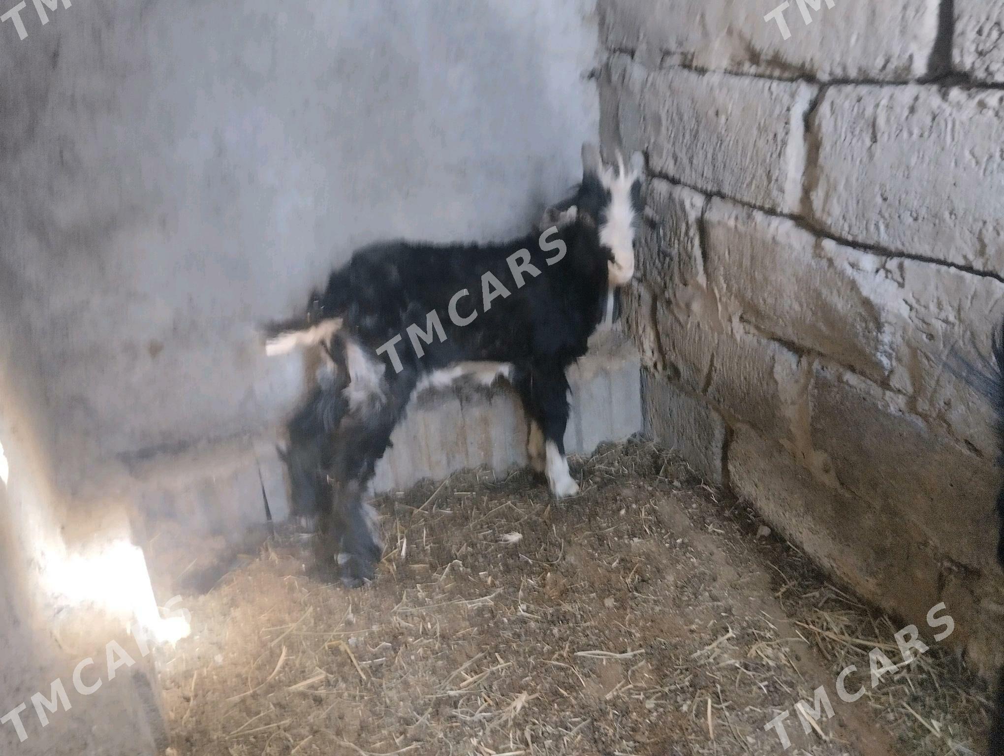 geciler - Бузмеин - img 2