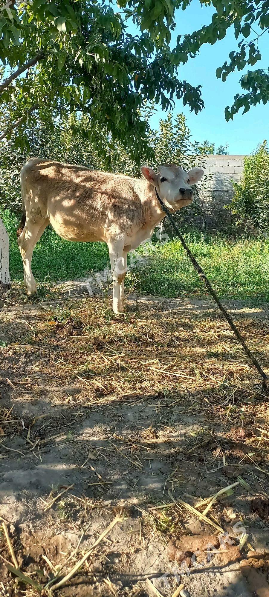 Tüwe - Gökdepe - img 2