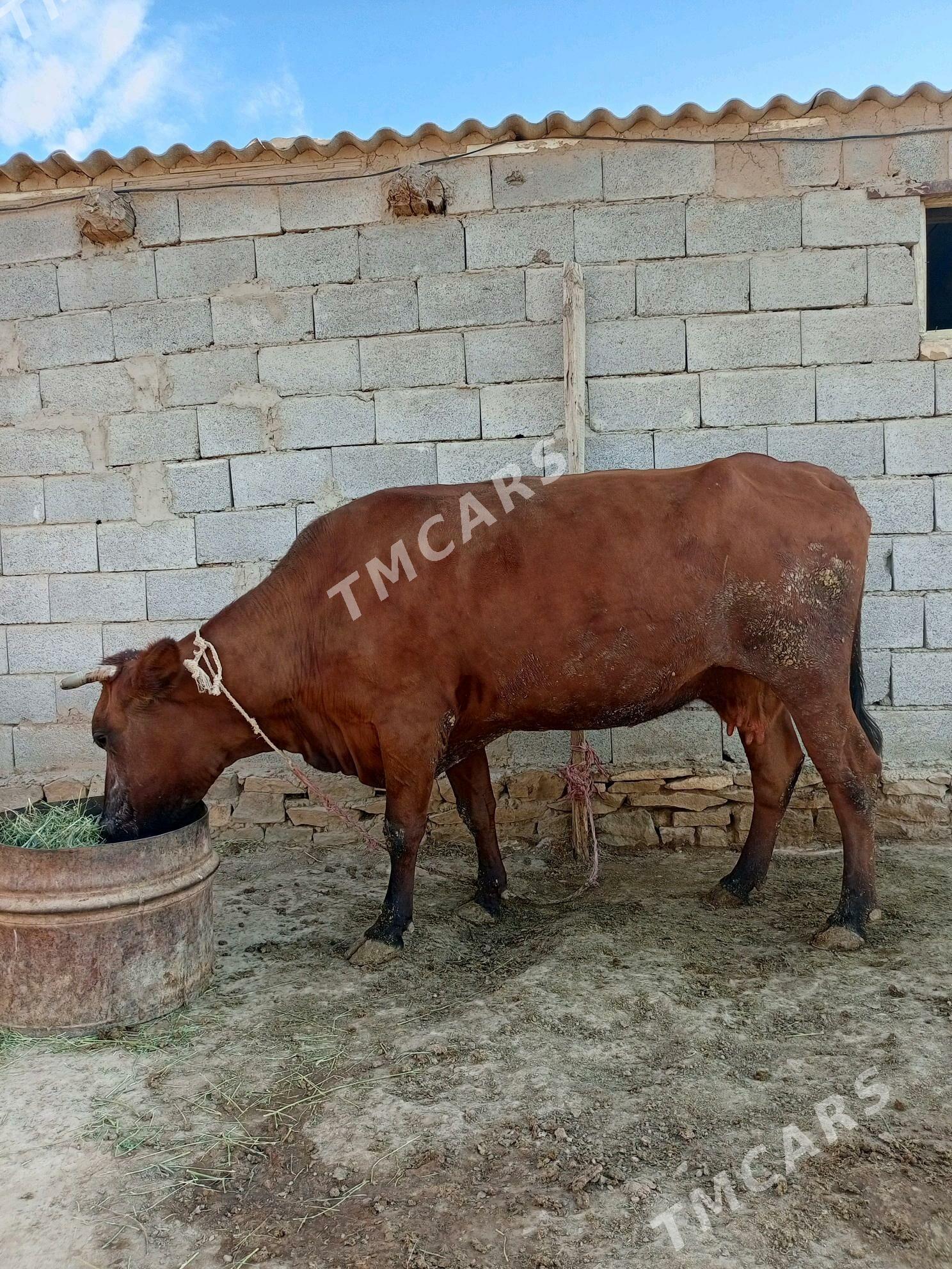 Sygyr - Gyzylarbat - img 2