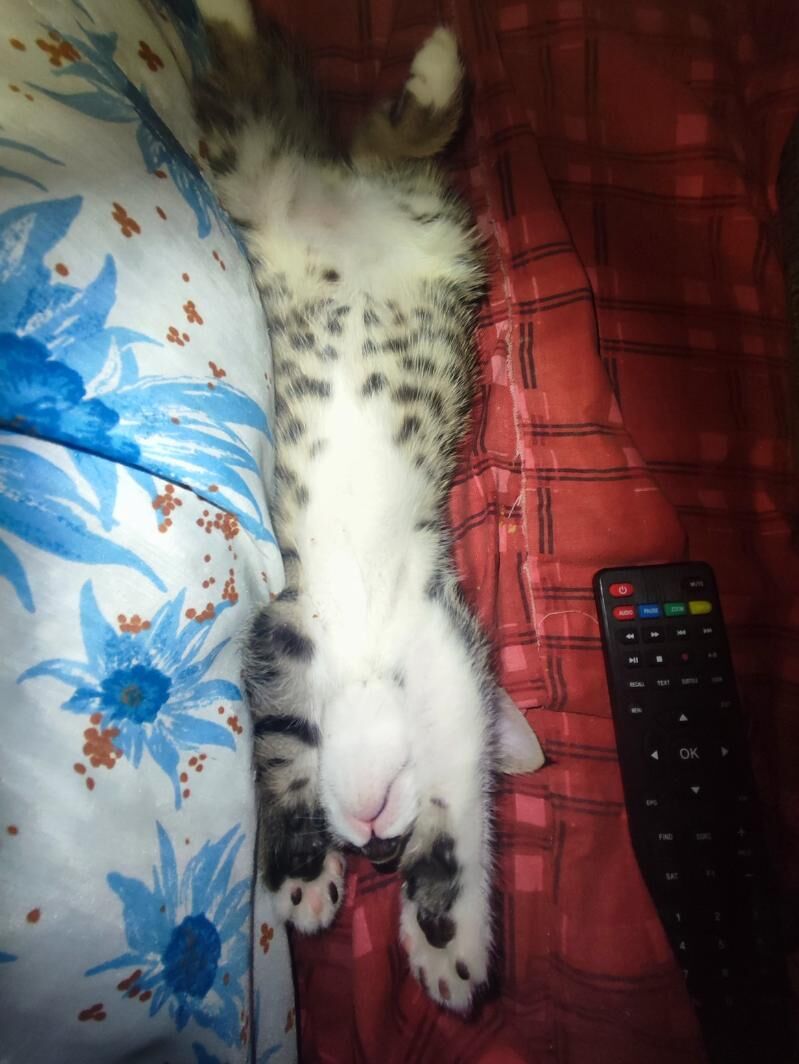 Котенок мальчик - Türkmenabat - img 4