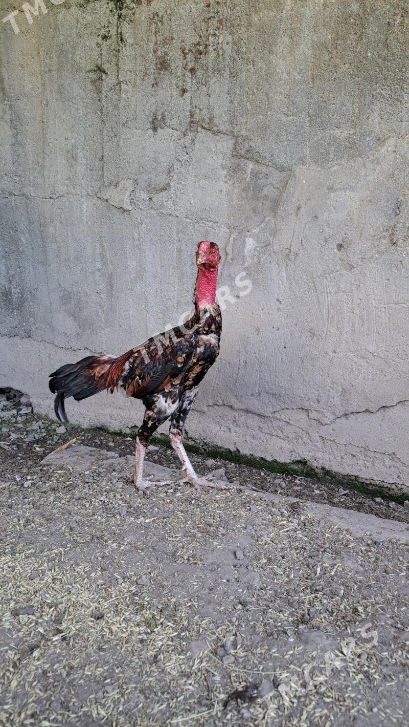 Taşgent horaz - Bagyr - img 3