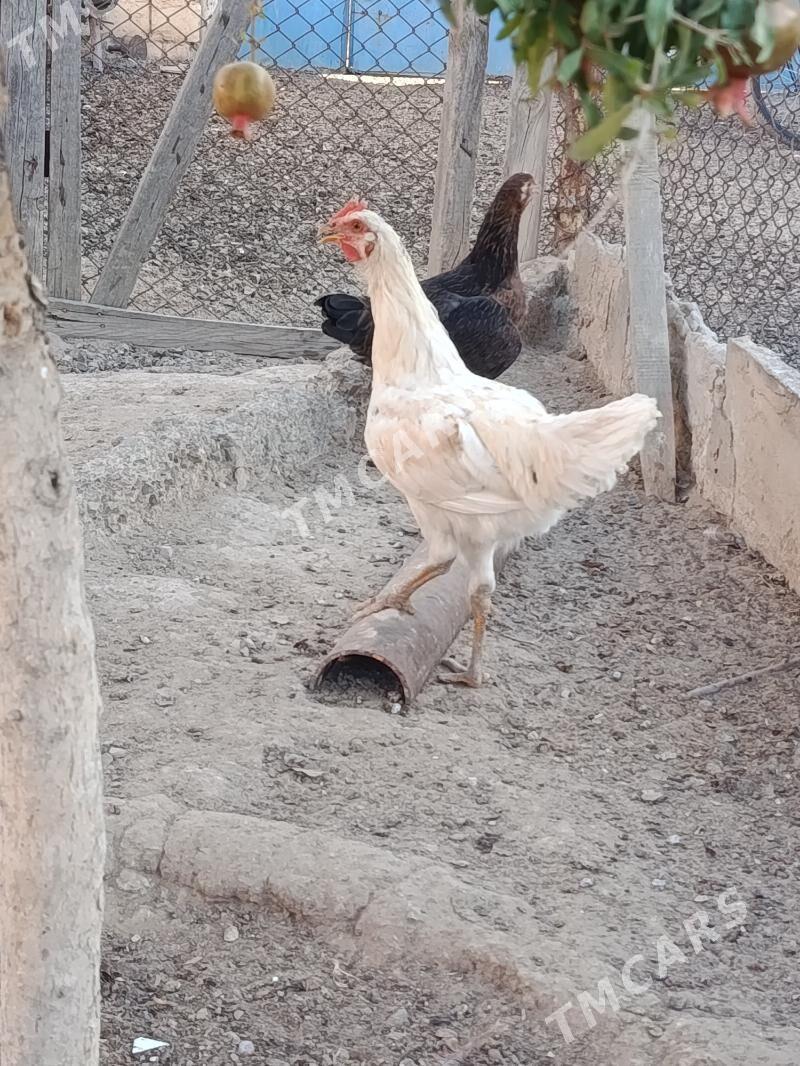 Horaz HorazHoraz Horaz - Türkmenbaşy - img 2
