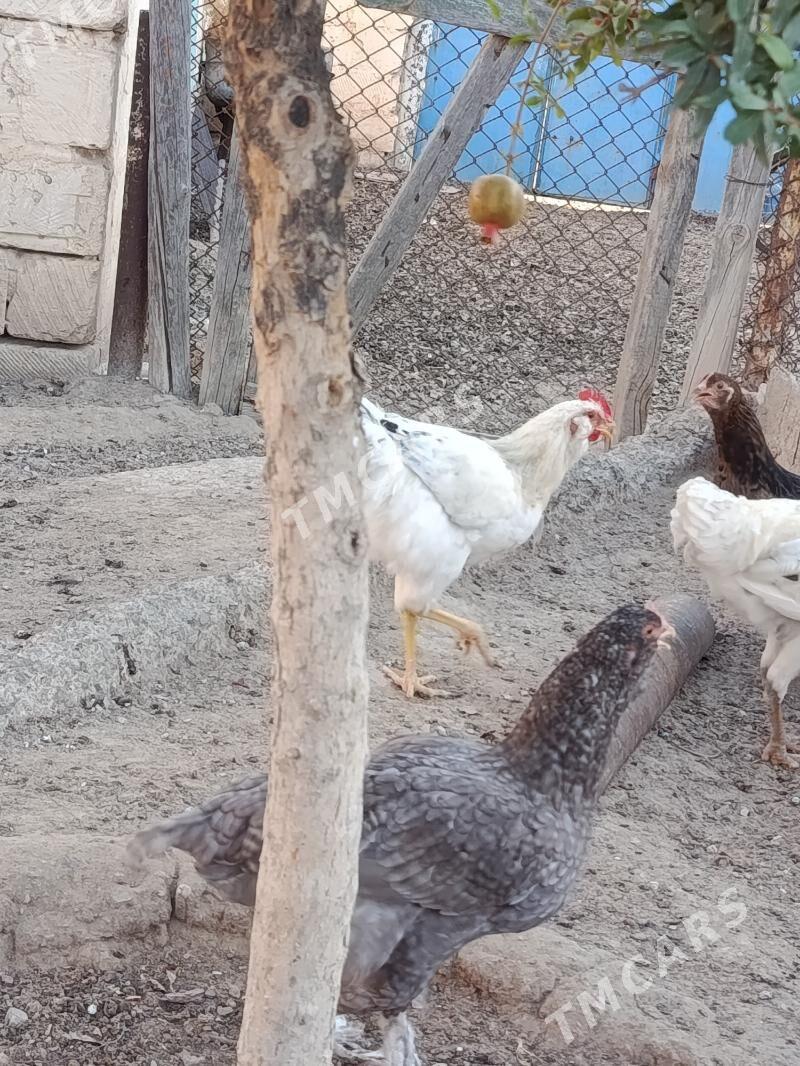 Horaz HorazHoraz Horaz - Türkmenbaşy - img 3