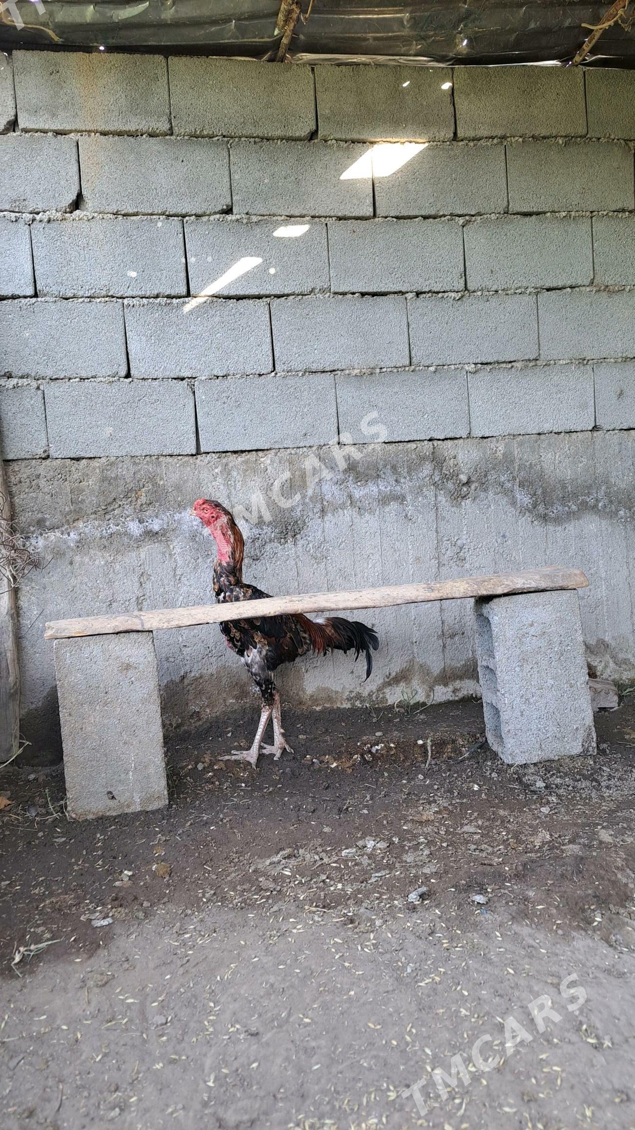 Taşgent horaz - Bagyr - img 4