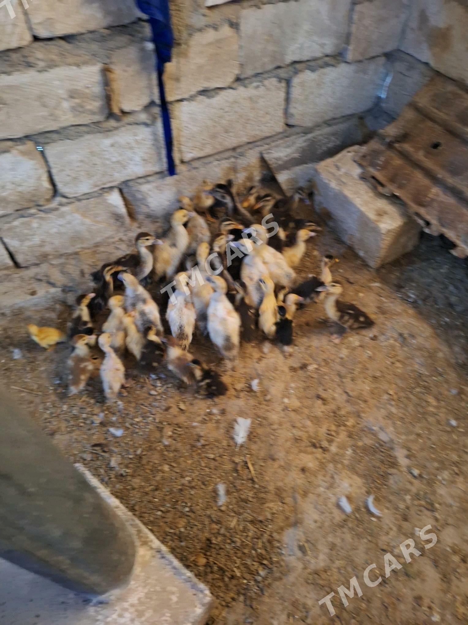 ordek mus gus juyje - Türkmenbaşy - img 2