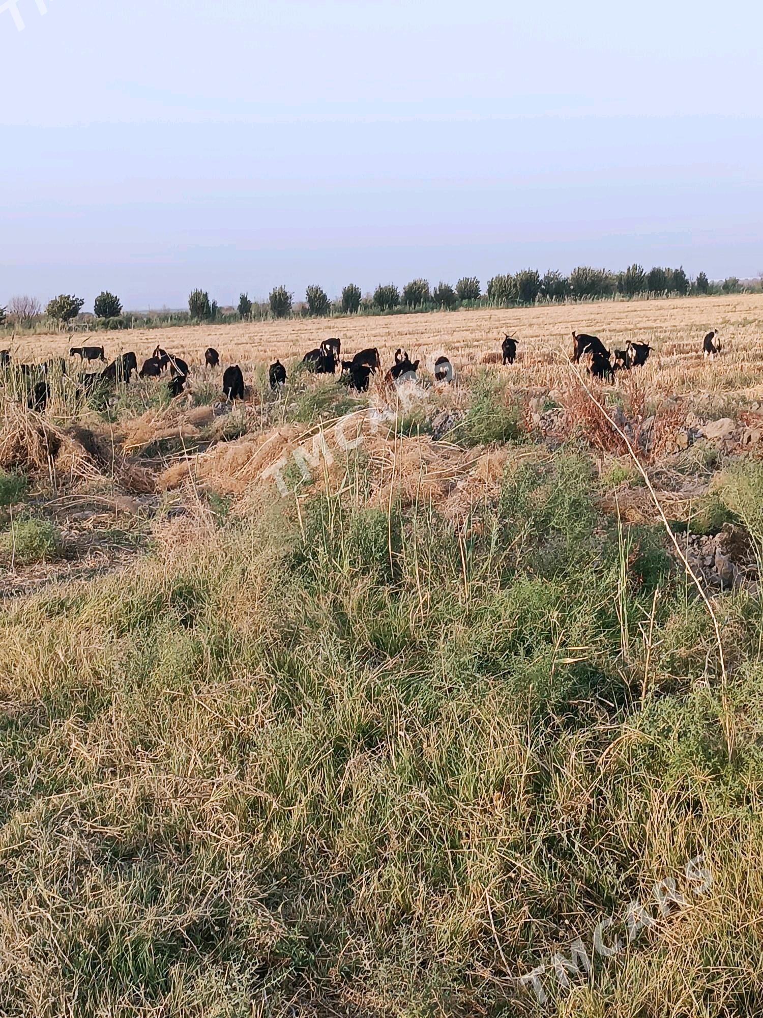 çewiş чевиш - Ak bugdaý etraby - img 3
