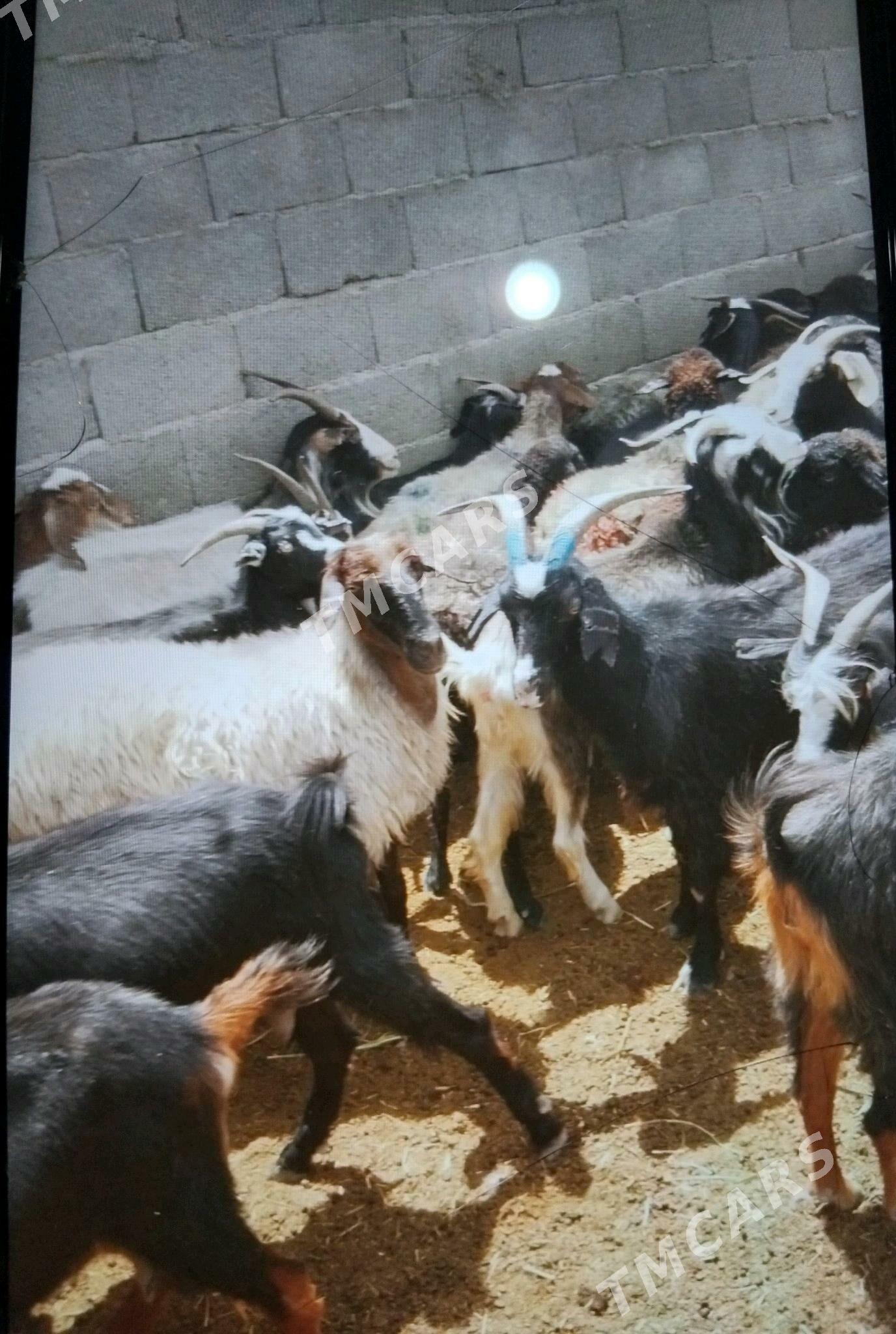 geçi - Бахарден - img 2