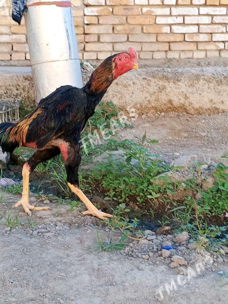 horaz - Aşgabat - img 2