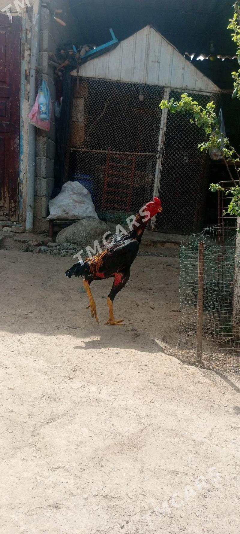 horaz - Aşgabat - img 3