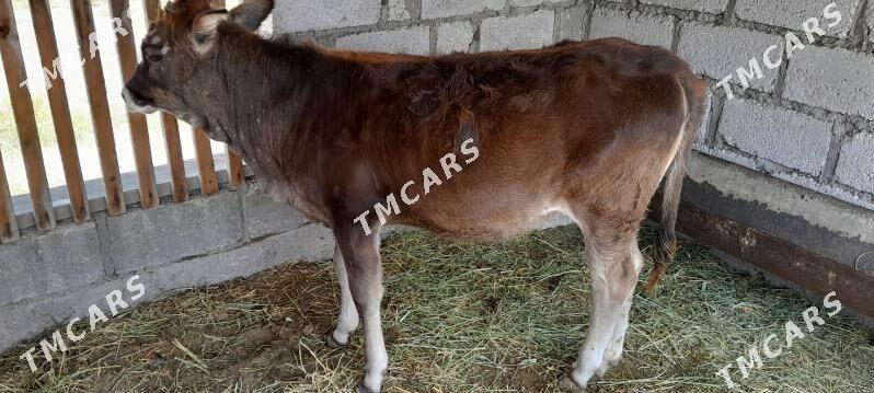 tana - Esenguly - img 2
