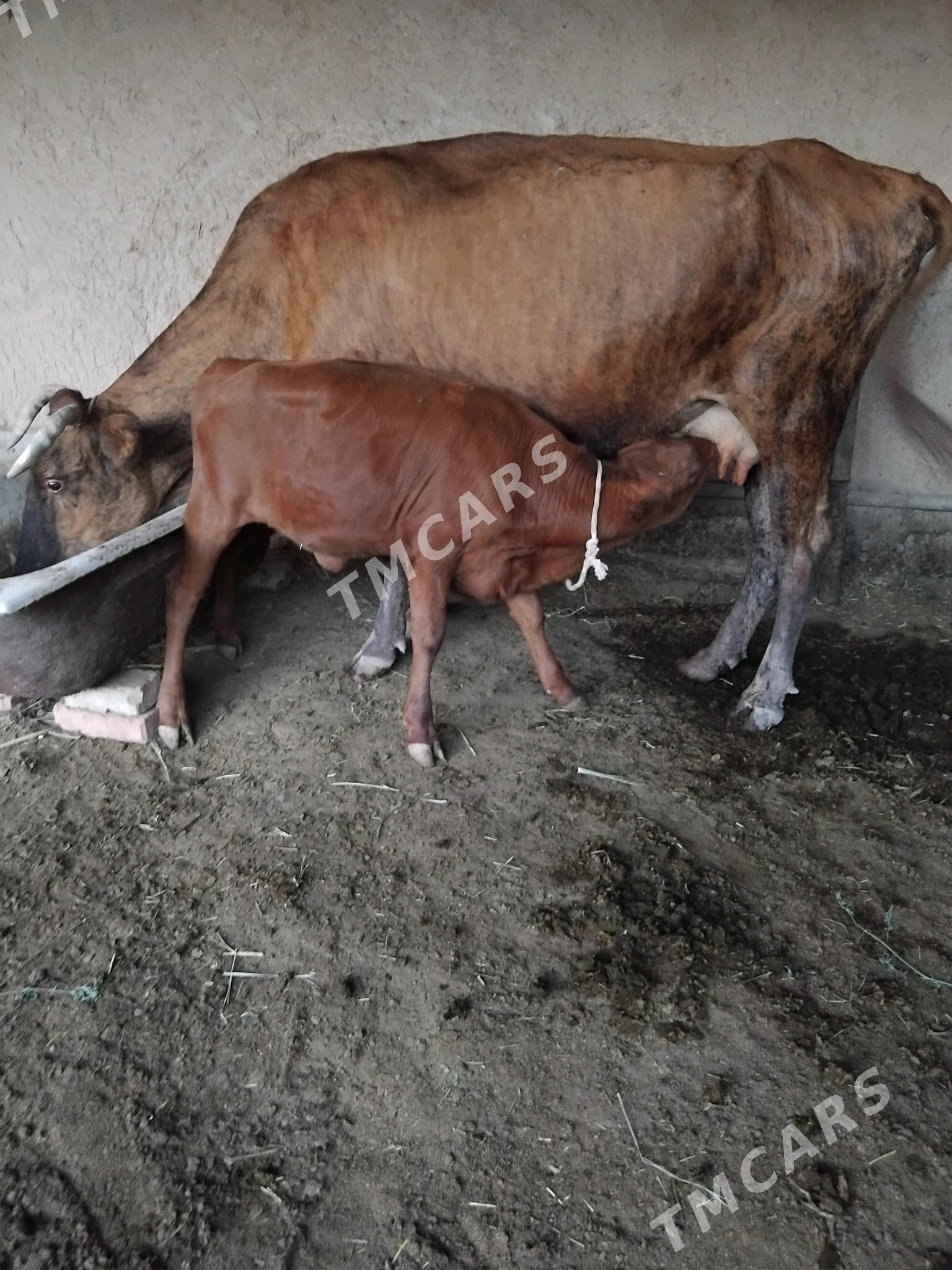 Göleli sygyr - Tejen - img 2